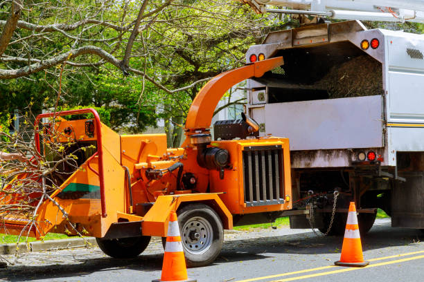 The Steps Involved in Our Tree Care Process in Jamestown, ND